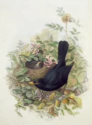 Mustarastas, 1873